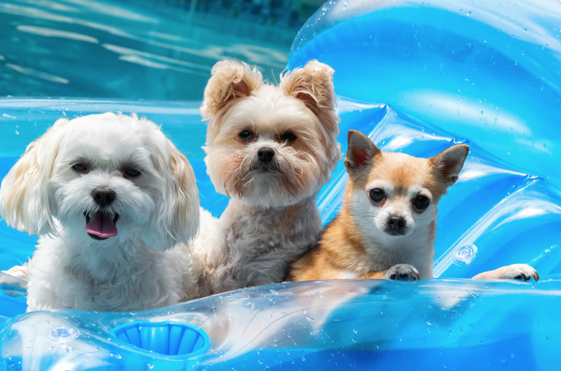 Dogs in pool