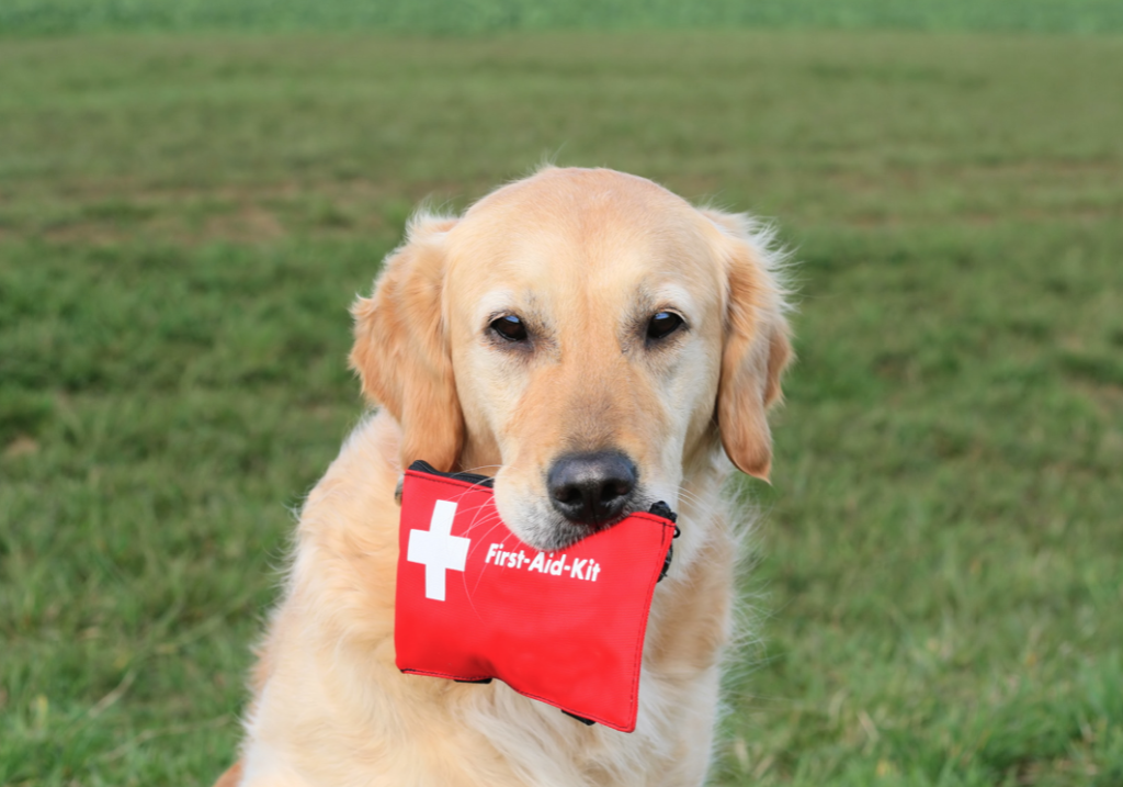 Pet First Aid 101