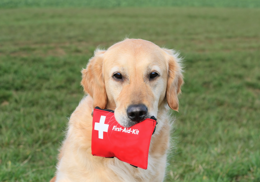 dog holding first aid kit in mouth