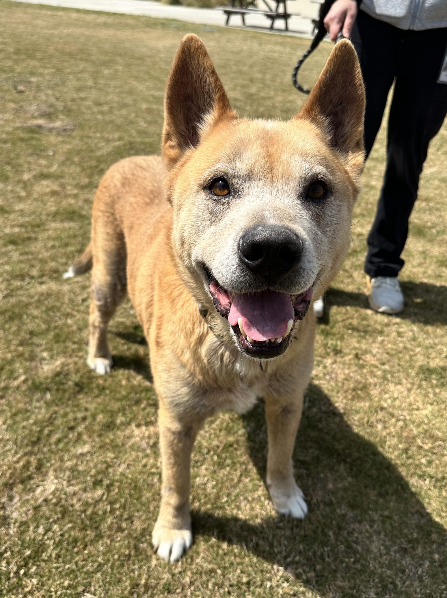 Eddy, a senior shepherd mix, on the grass