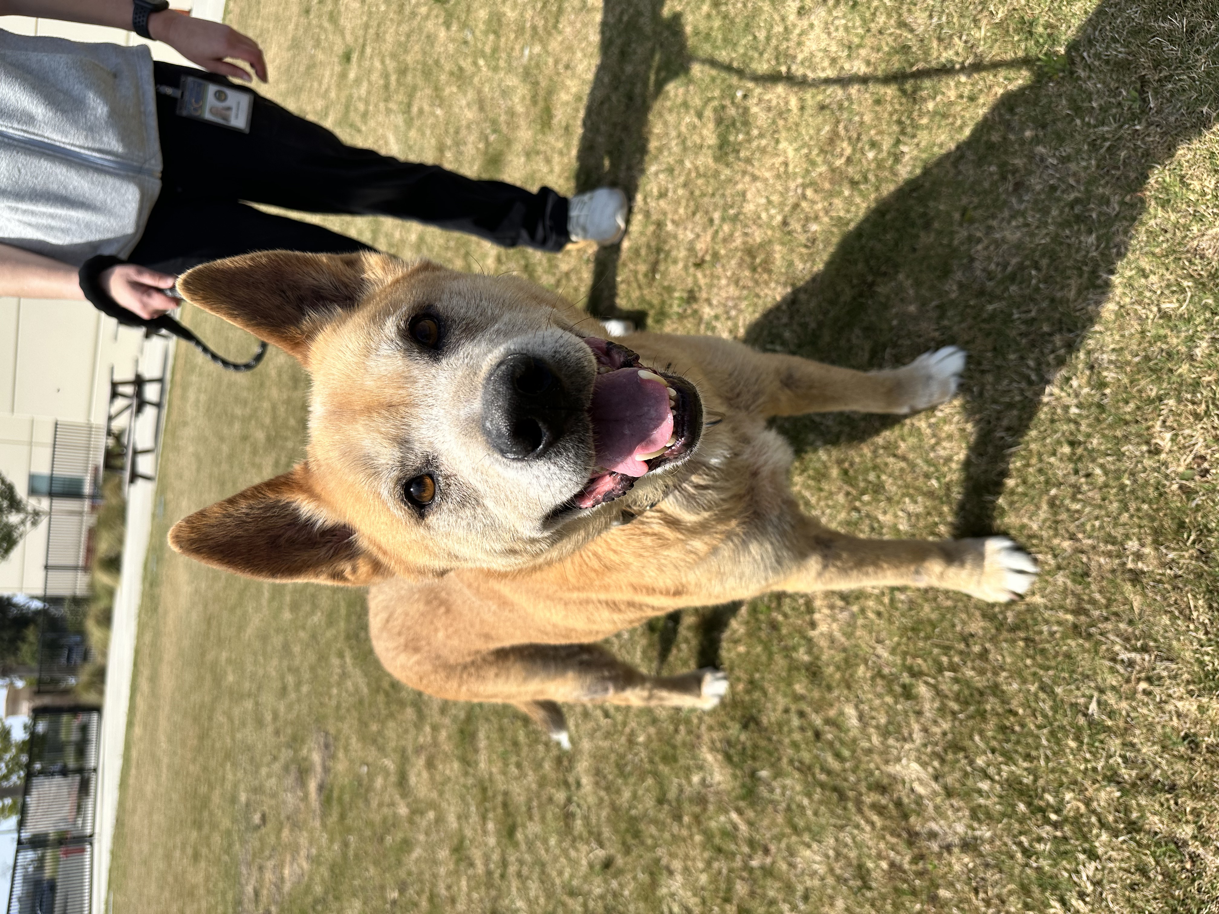 Eddy, a senior shepherd mix, on the grass