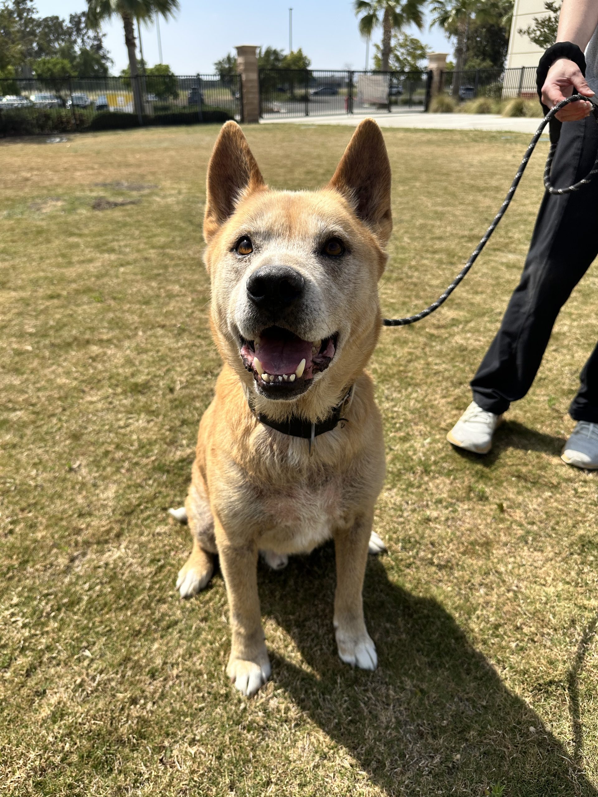 Eddy, a senior shepherd mix, on the grass