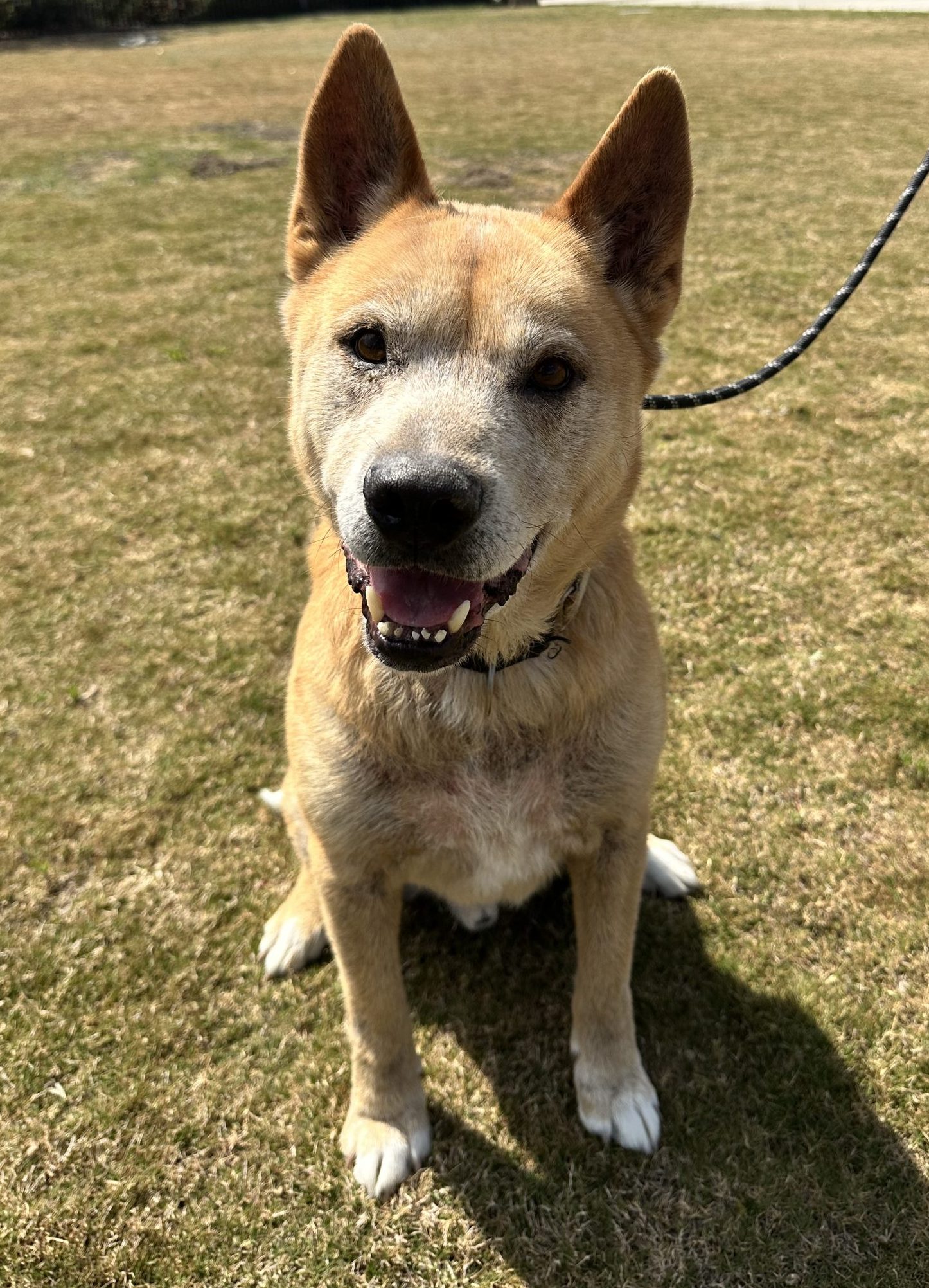 Eddy, a senior shepherd mix, on the grass