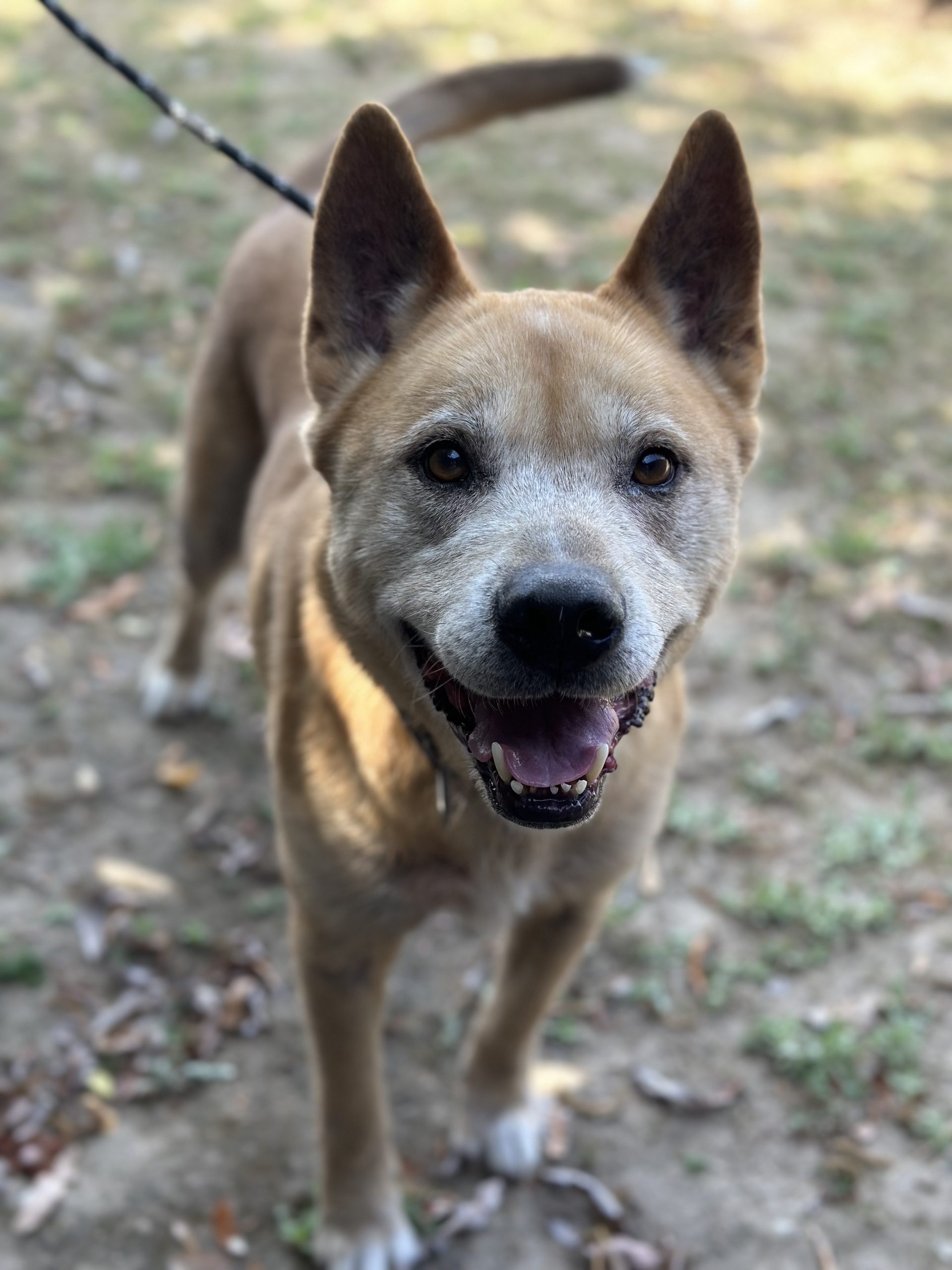Eddy, a senior shepherd mix, smiling at the camera