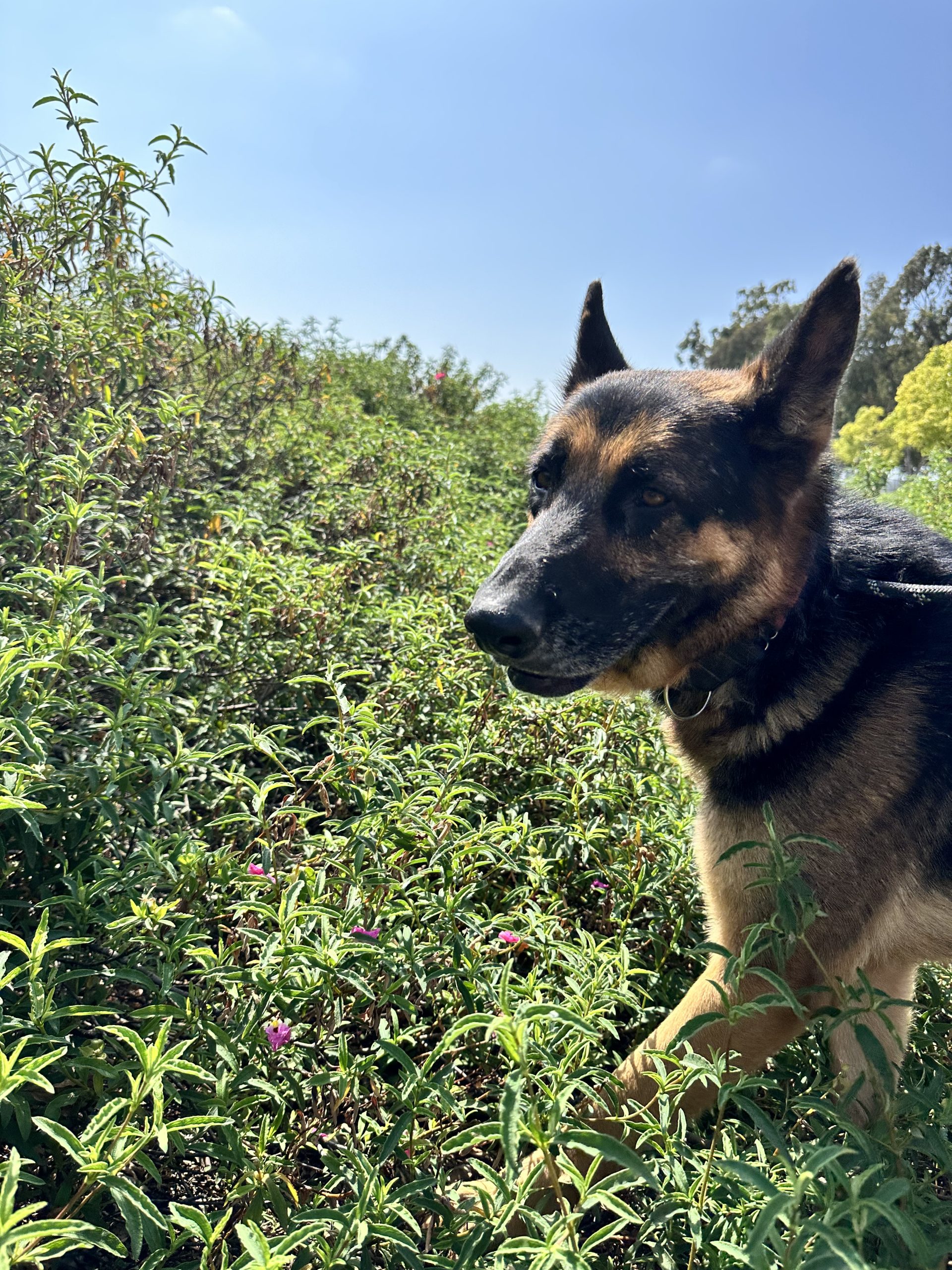 Yoshi, an 8year old German shepherd, in the bushes
