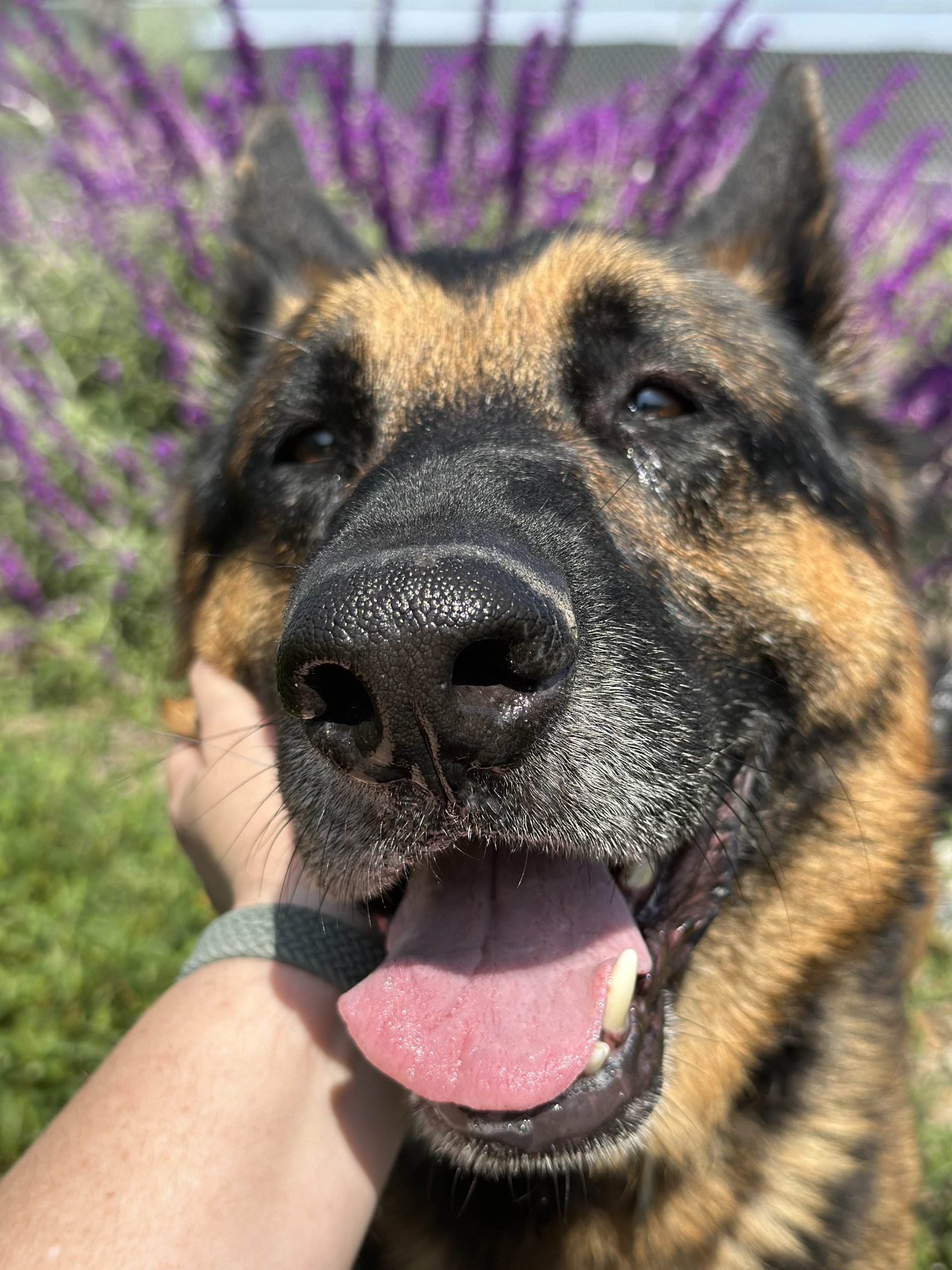 Yoshi, an 8year old German shepherd, being pet