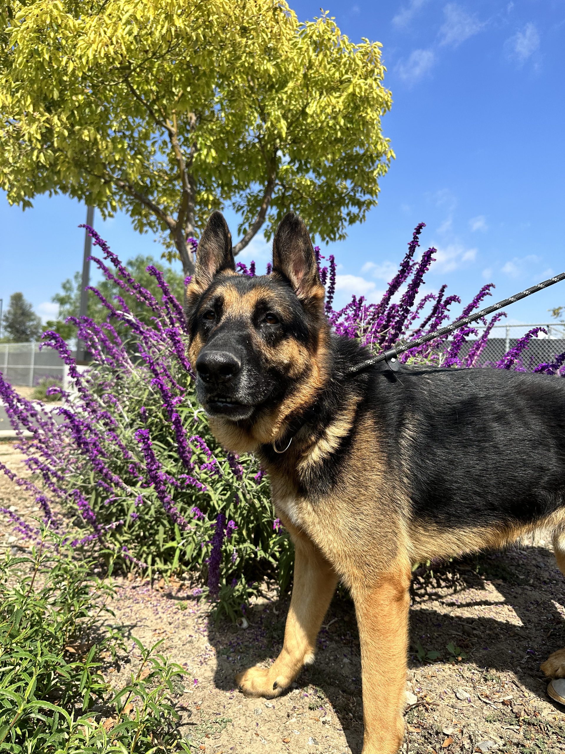 Yoshi, an 8year old German shepherd, smiling with flowers behind him