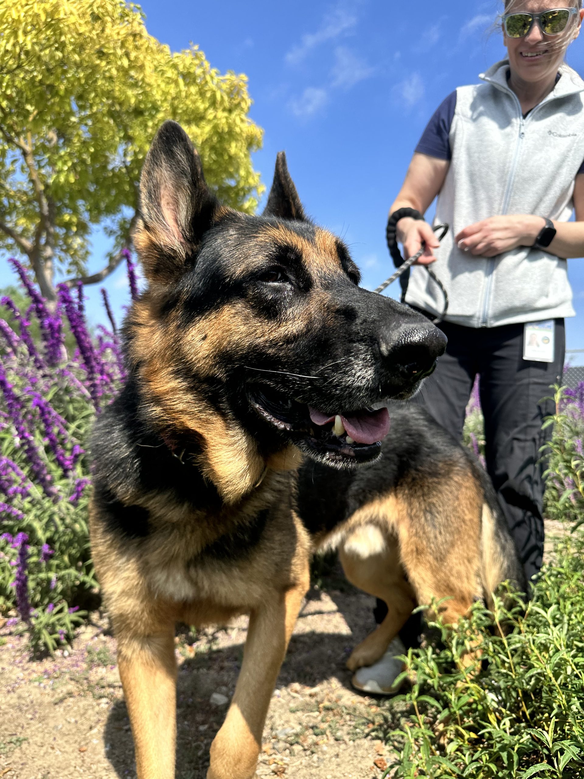 Yoshi, an 8year old German shepherd, smiling with flowers behind him