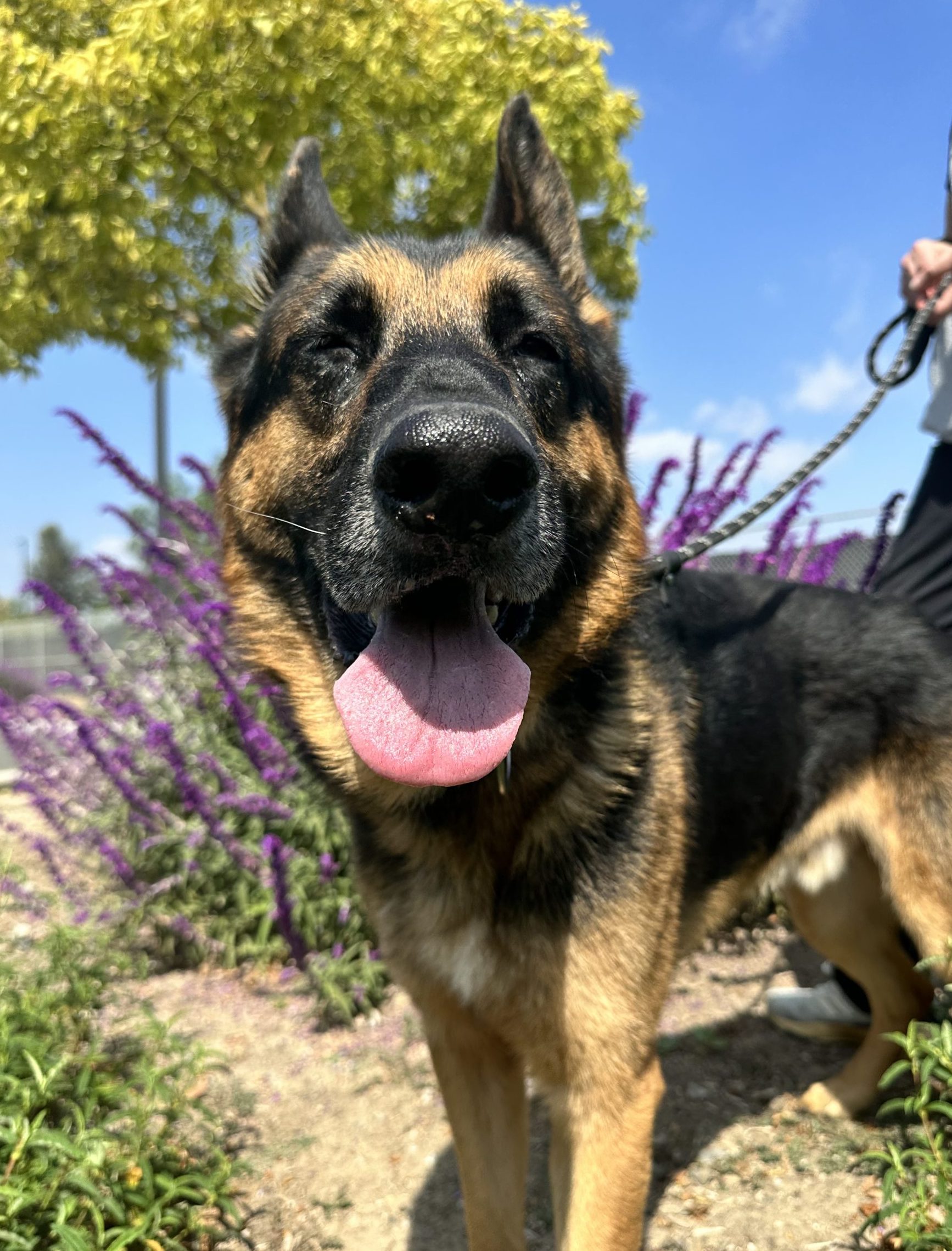 Yoshi, an 8year old German shepherd, smiling with flowers behind him