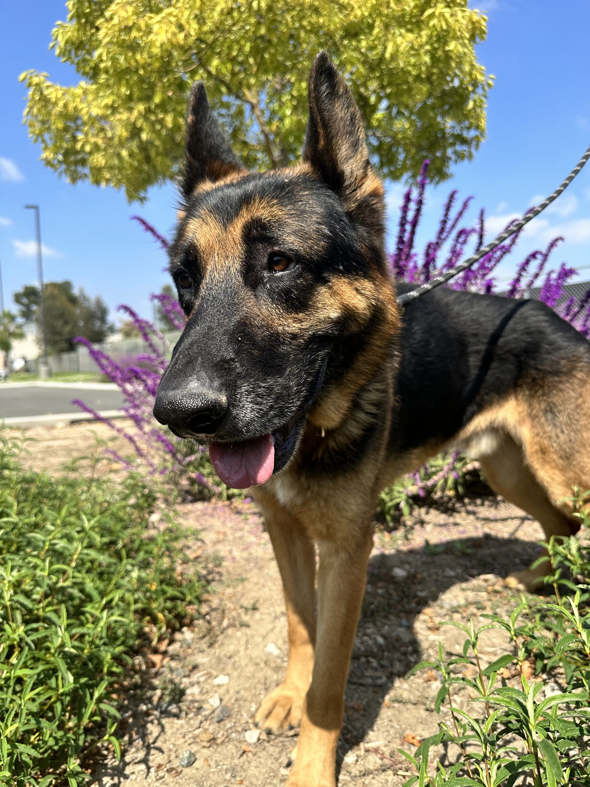 Yoshi, an 8year old German shepherd, smiling with flowers behind him
