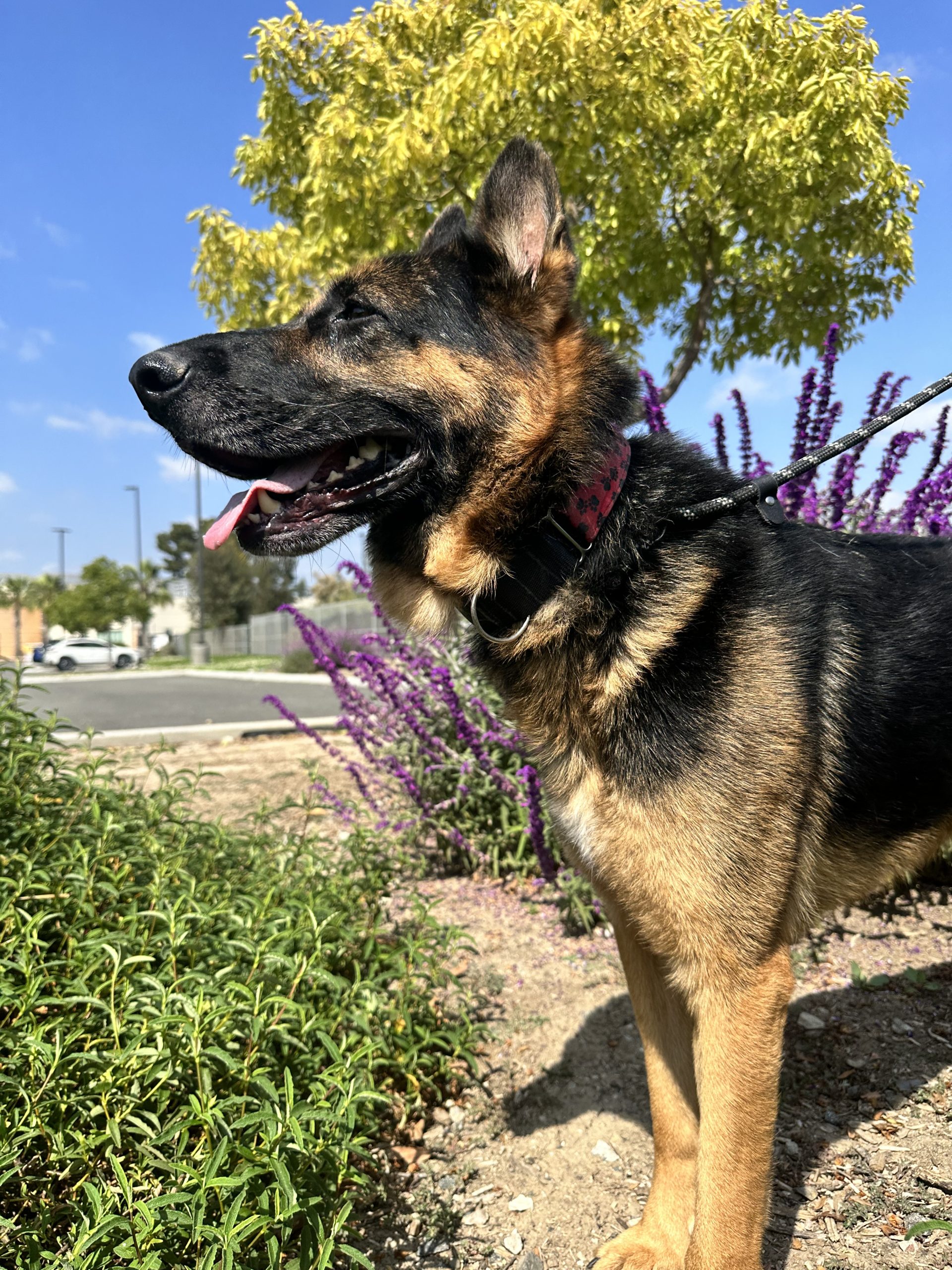 Yoshi, an 8year old German shepherd, smiling with flowers behind him