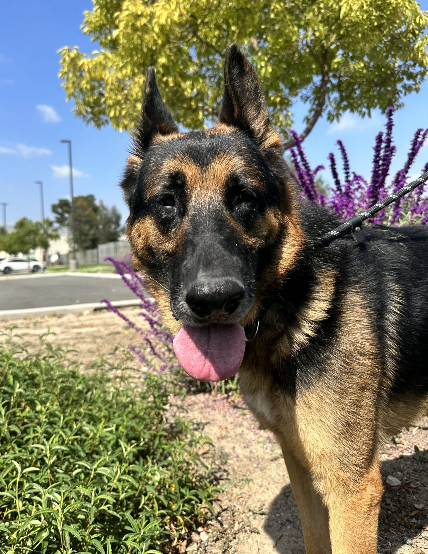 Yoshi, an 8year old German shepherd, smiling with flowers behind him