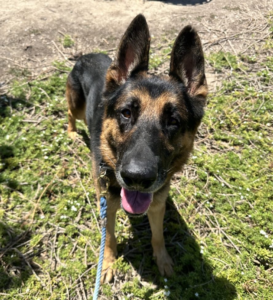 Yoshi smiling at the camera in a field