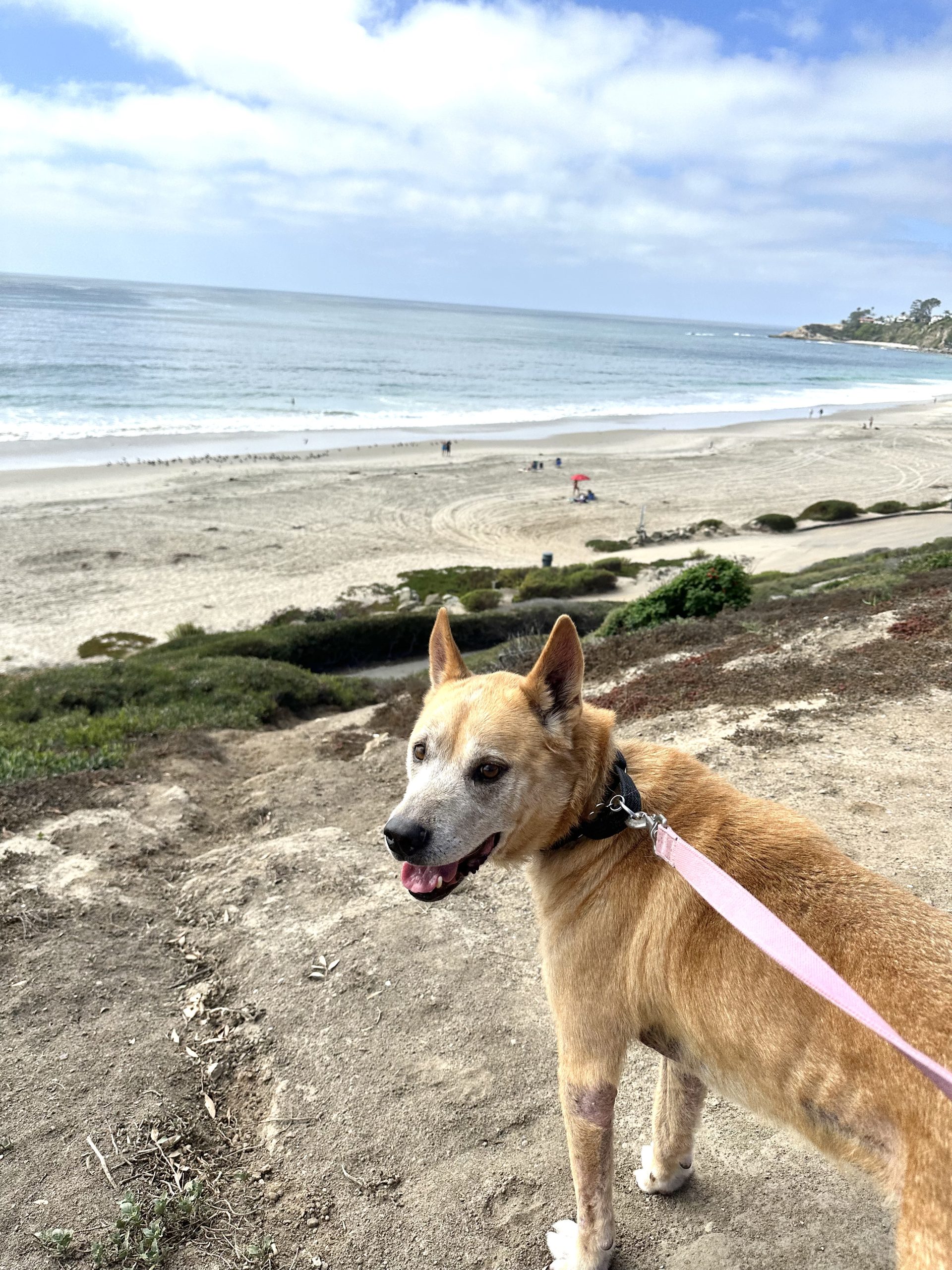 Eddy on a hike at the beach