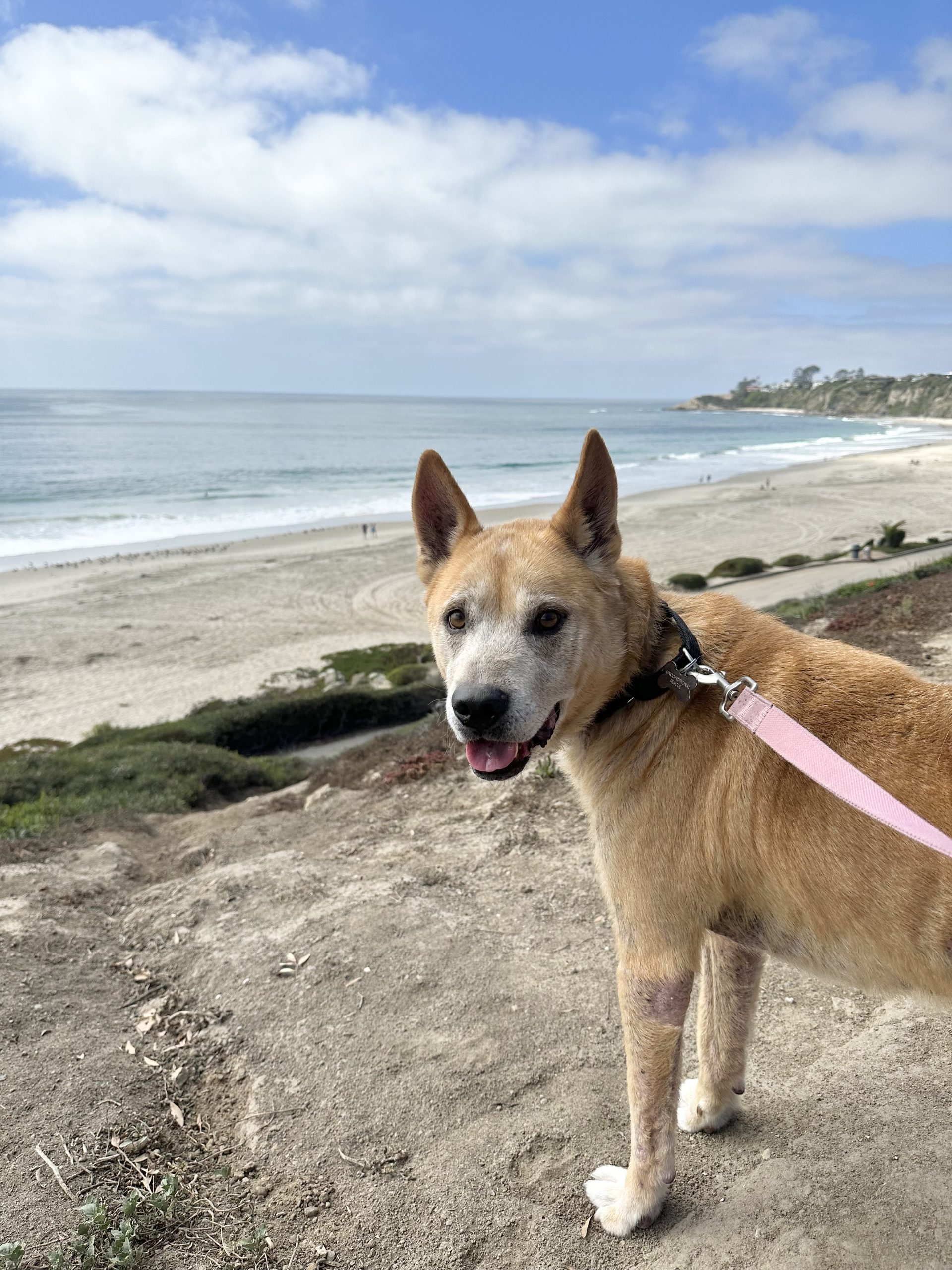 Eddy on a hike at the beach