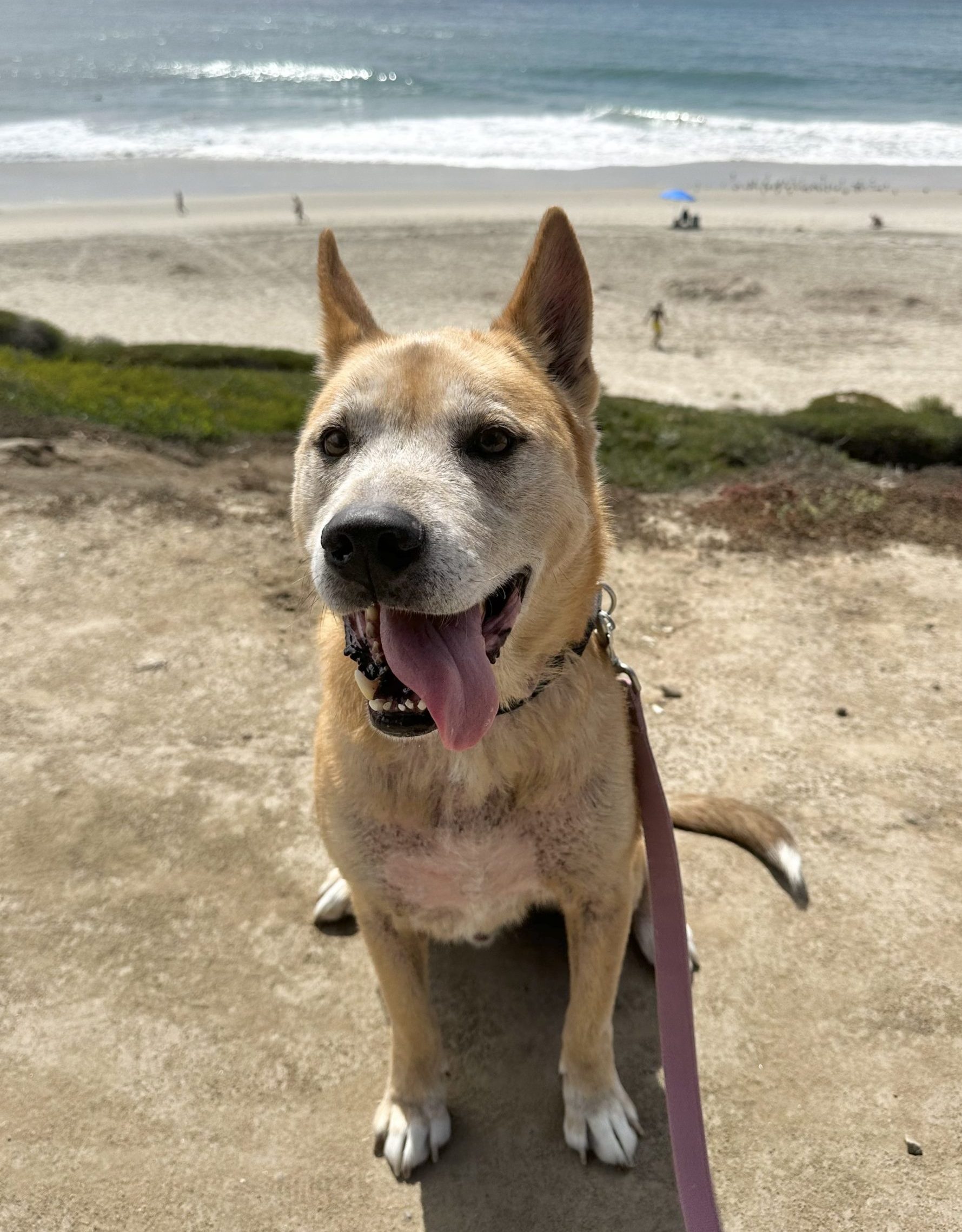 Eddy at the beach