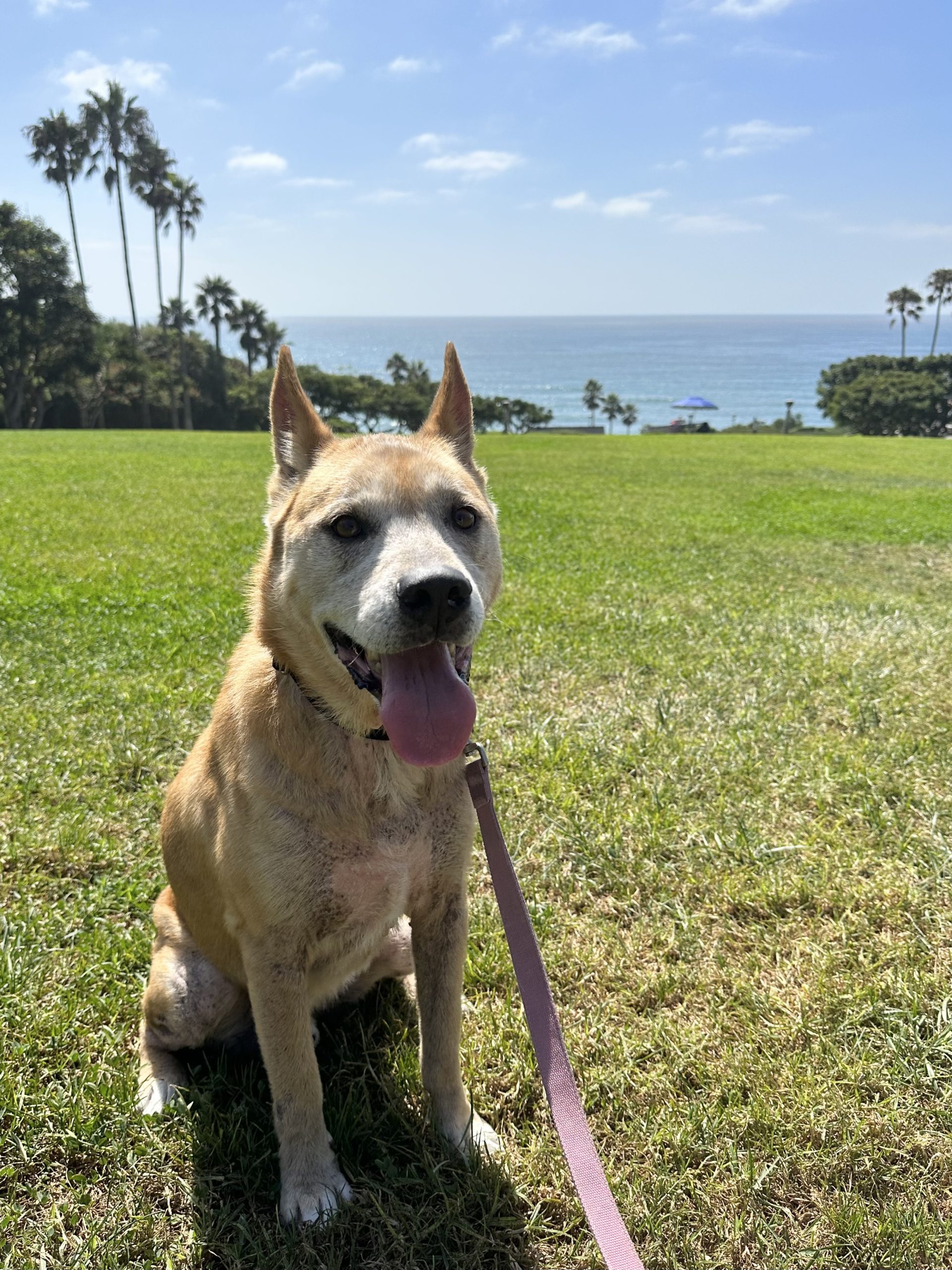 Eddy at the park