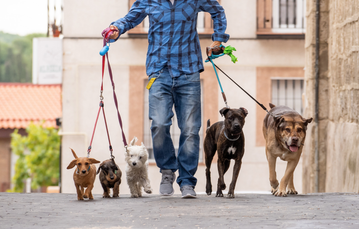 guy walking different dog breeds