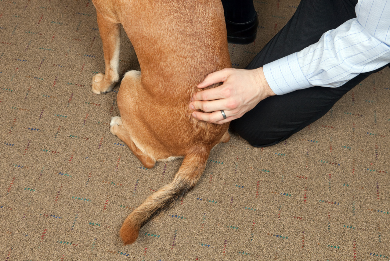 a man touching a dogs lower back