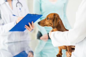 dachshund at vet 