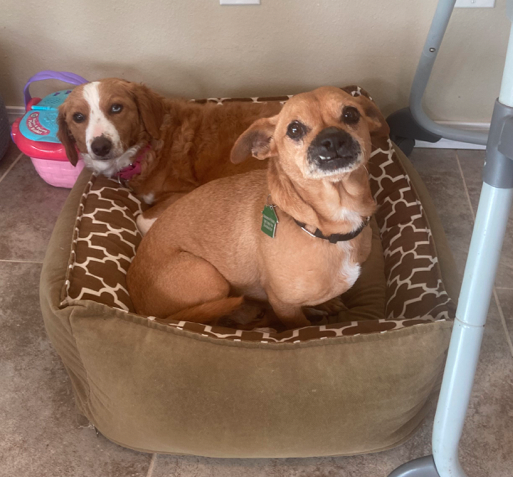 Chappo in a dog bed with another dog