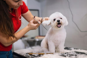 a dog getting groomed