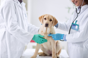 a dog at the vet