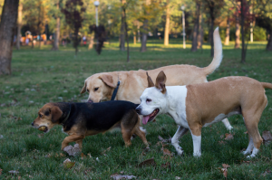 different dog breeds playing together