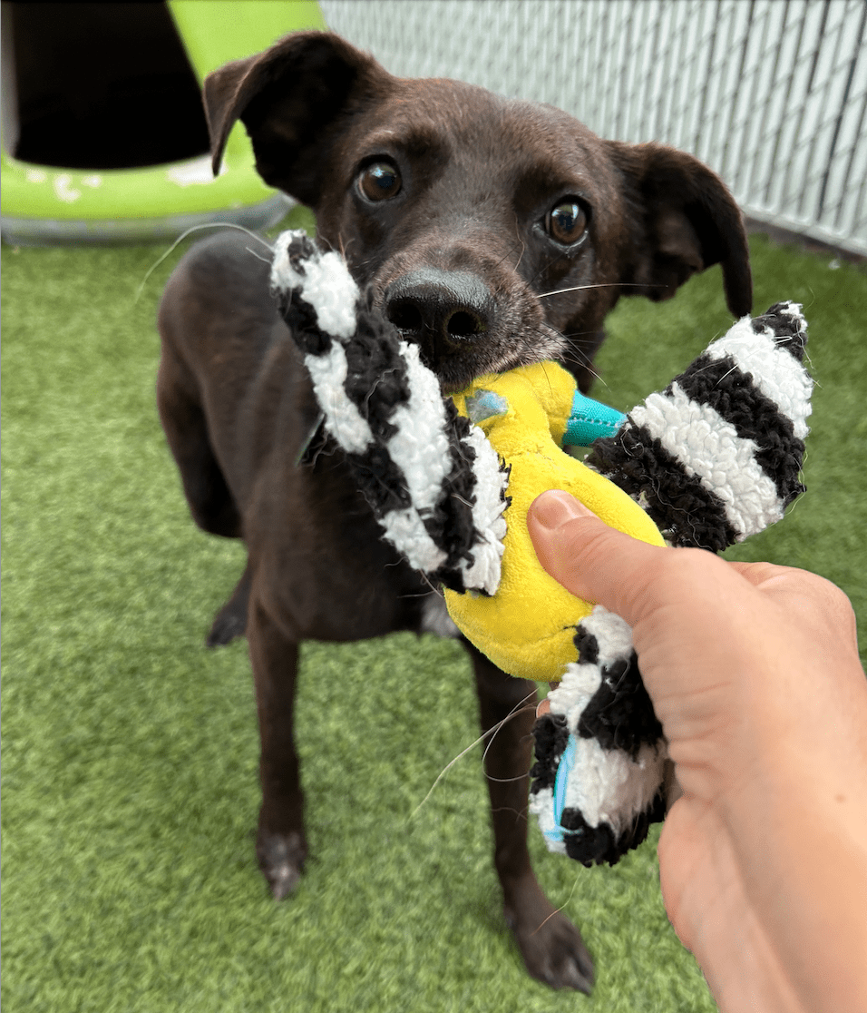 Sergeant playing with a toy