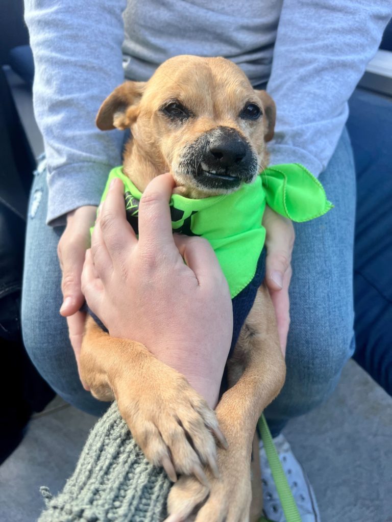 Chapo, Small 11 year old dog, on his back being pet