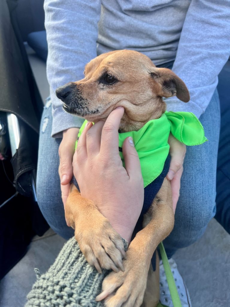 Chapo, Small 11 year old dog, on his back being pet