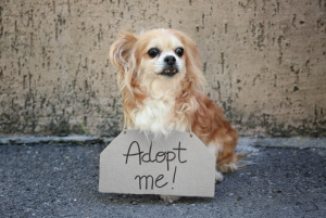 dog with an "adopt me!" sign