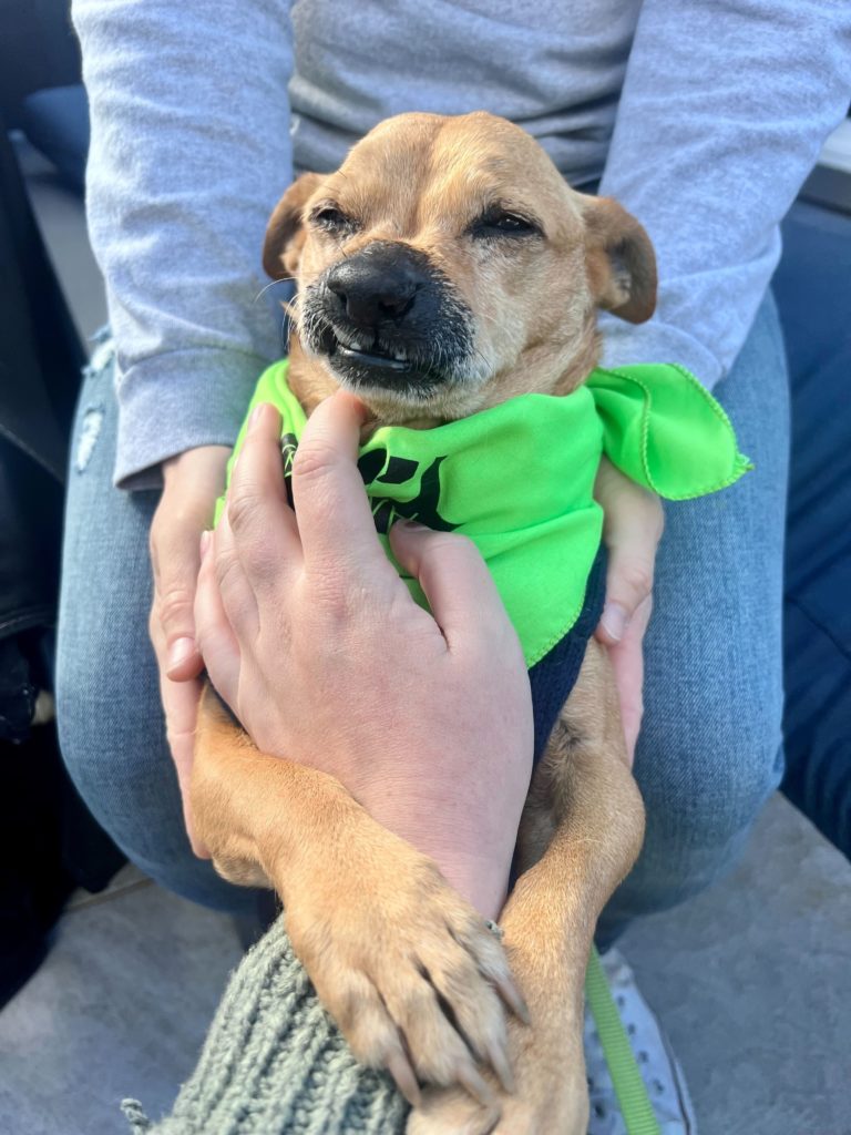 Chapo, Small 11 year old dog, on his back being pet