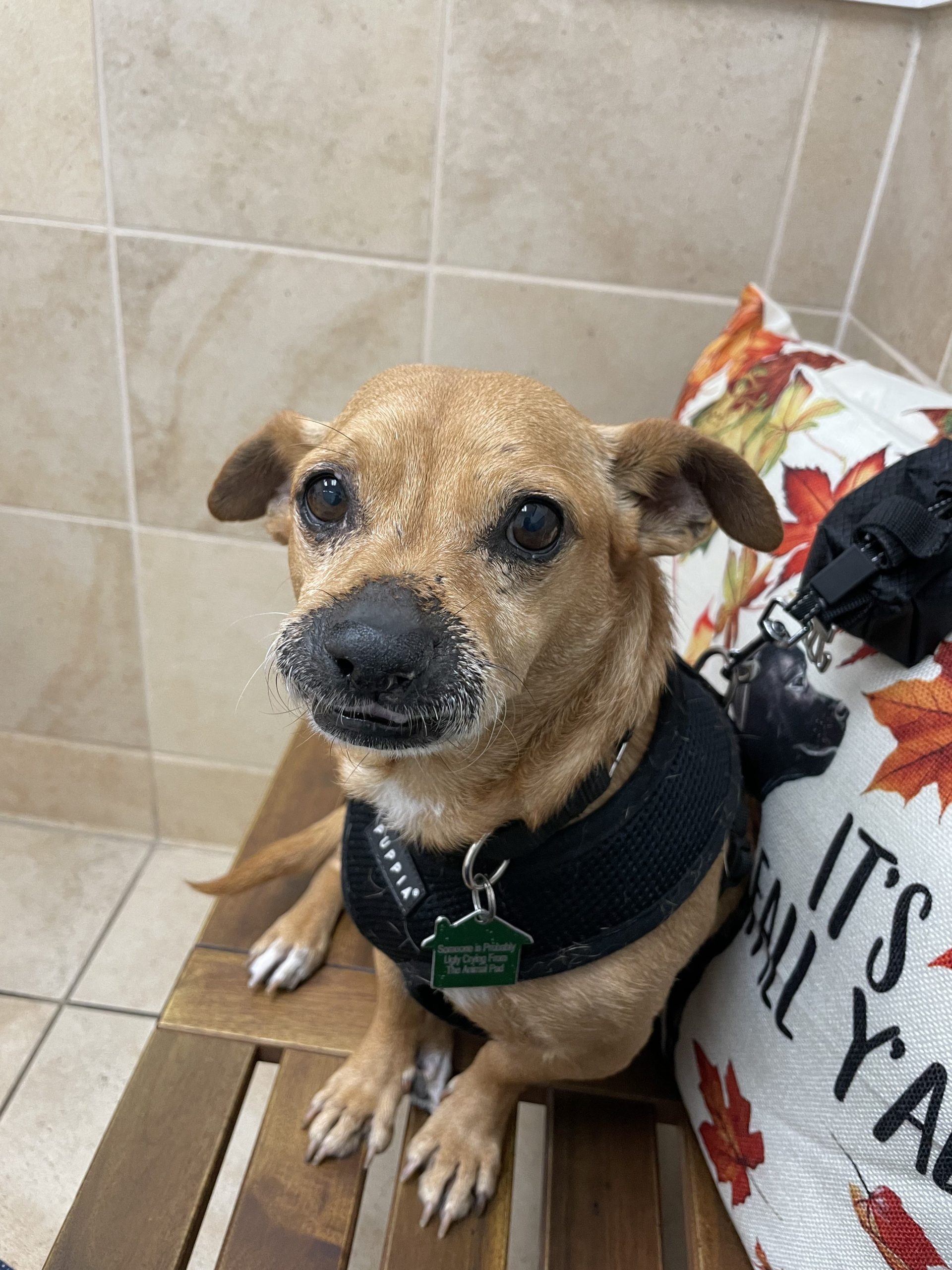 Chapo, Small 11 year old dog, Sitting on a bench