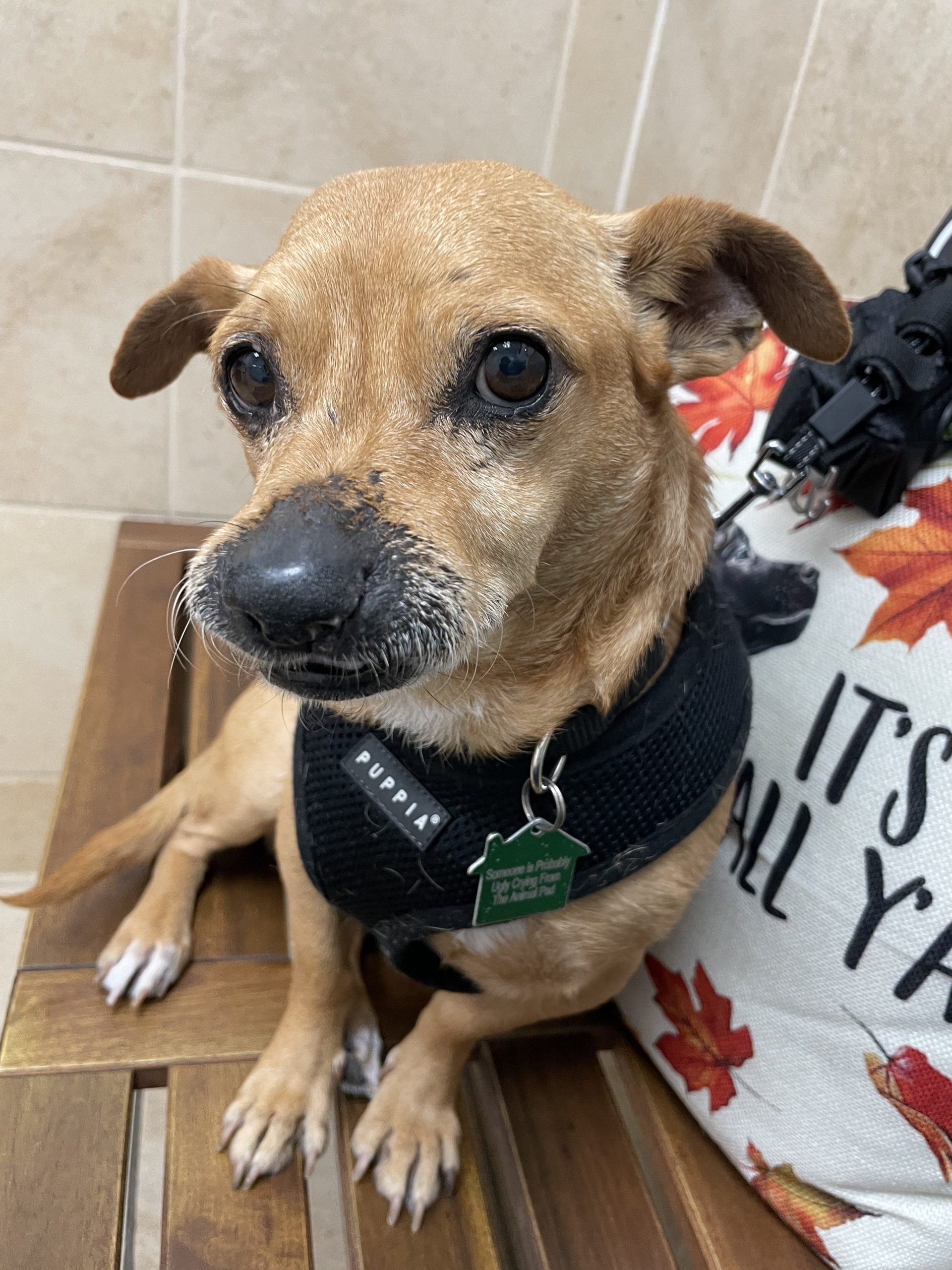 Chapo, Small 11 year old dog, Sitting on a bench