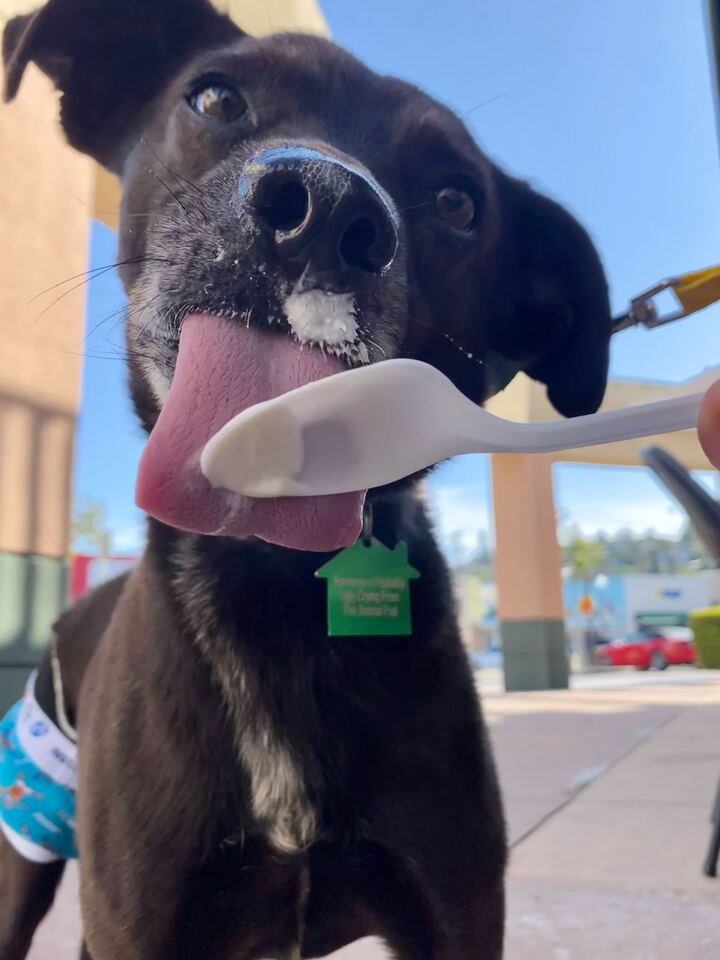 Sergeant licking ice cream off a spoon