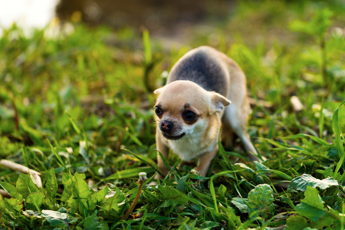 Small dog laying in the grass