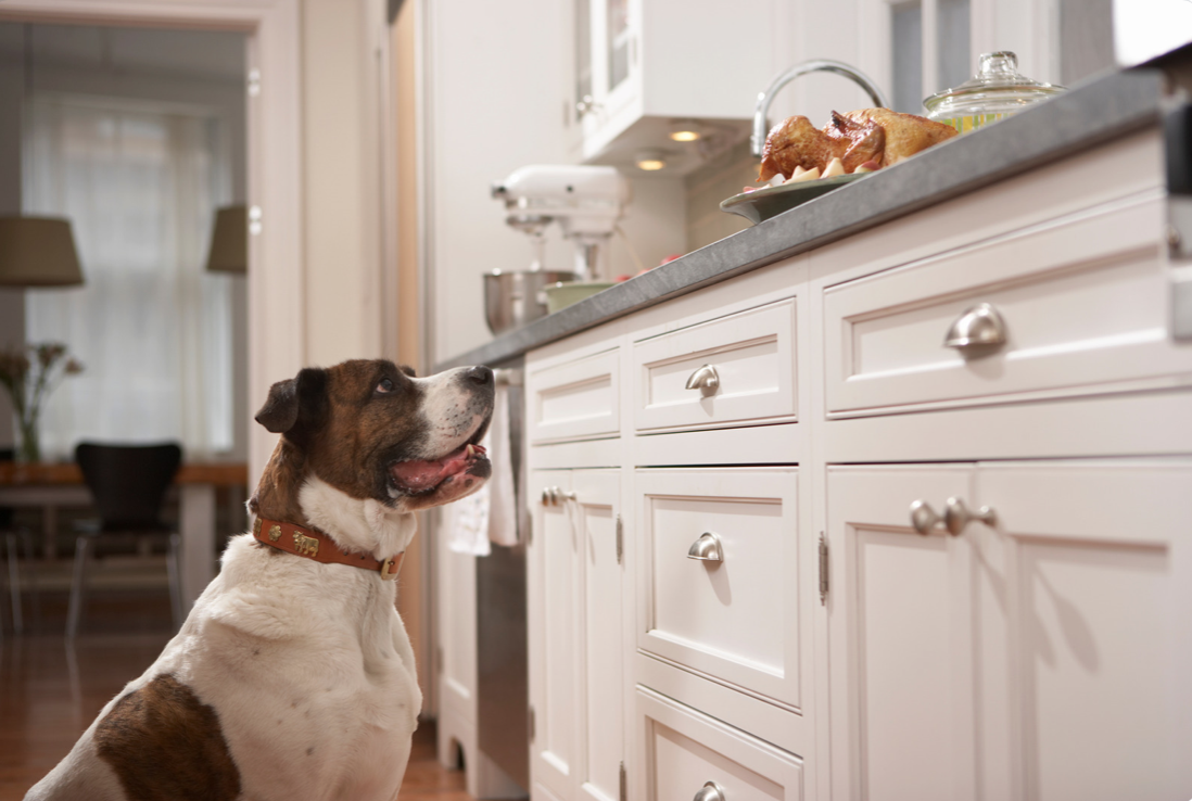 Dog staring at food on countertop