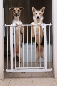 Two dogs standing on their hind legs placing their paws on the top of a gate separating two rooms in a house