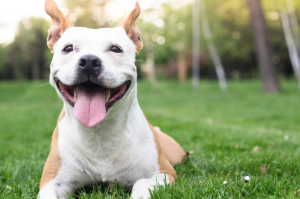 Happy Dog laying in the grass