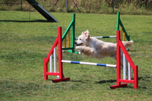 A senior dog jumping over a bar in an agility course