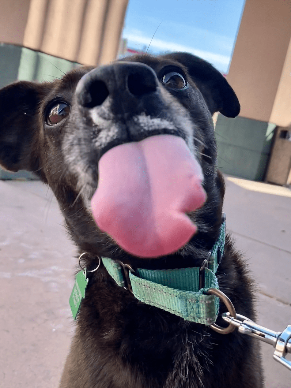 Sergeant licking the camera