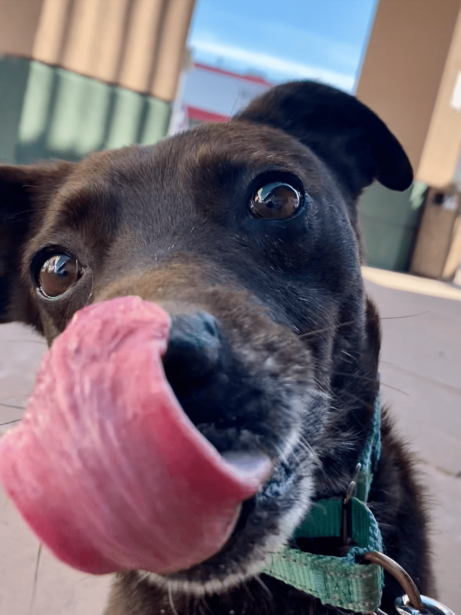 Sergeant licking his face