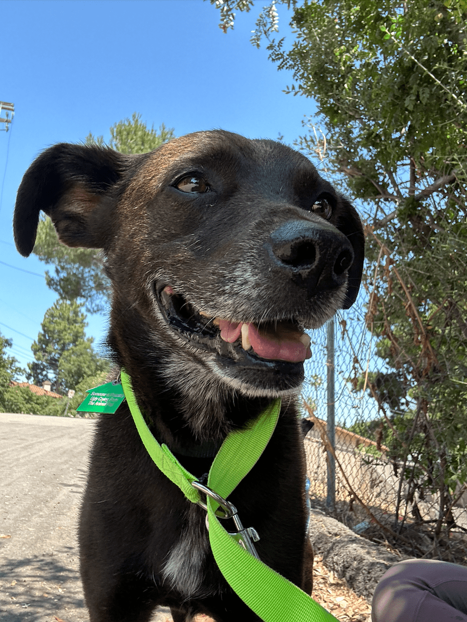 Sergeant on a hike