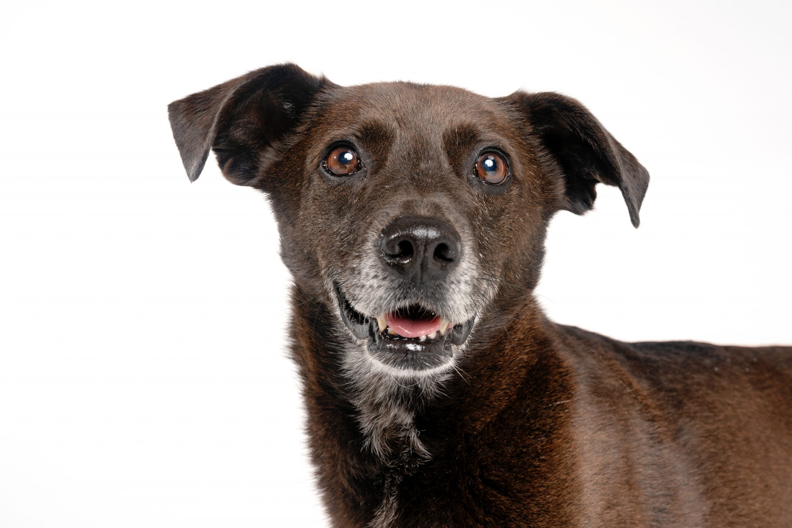 Sergeant in front of a white background