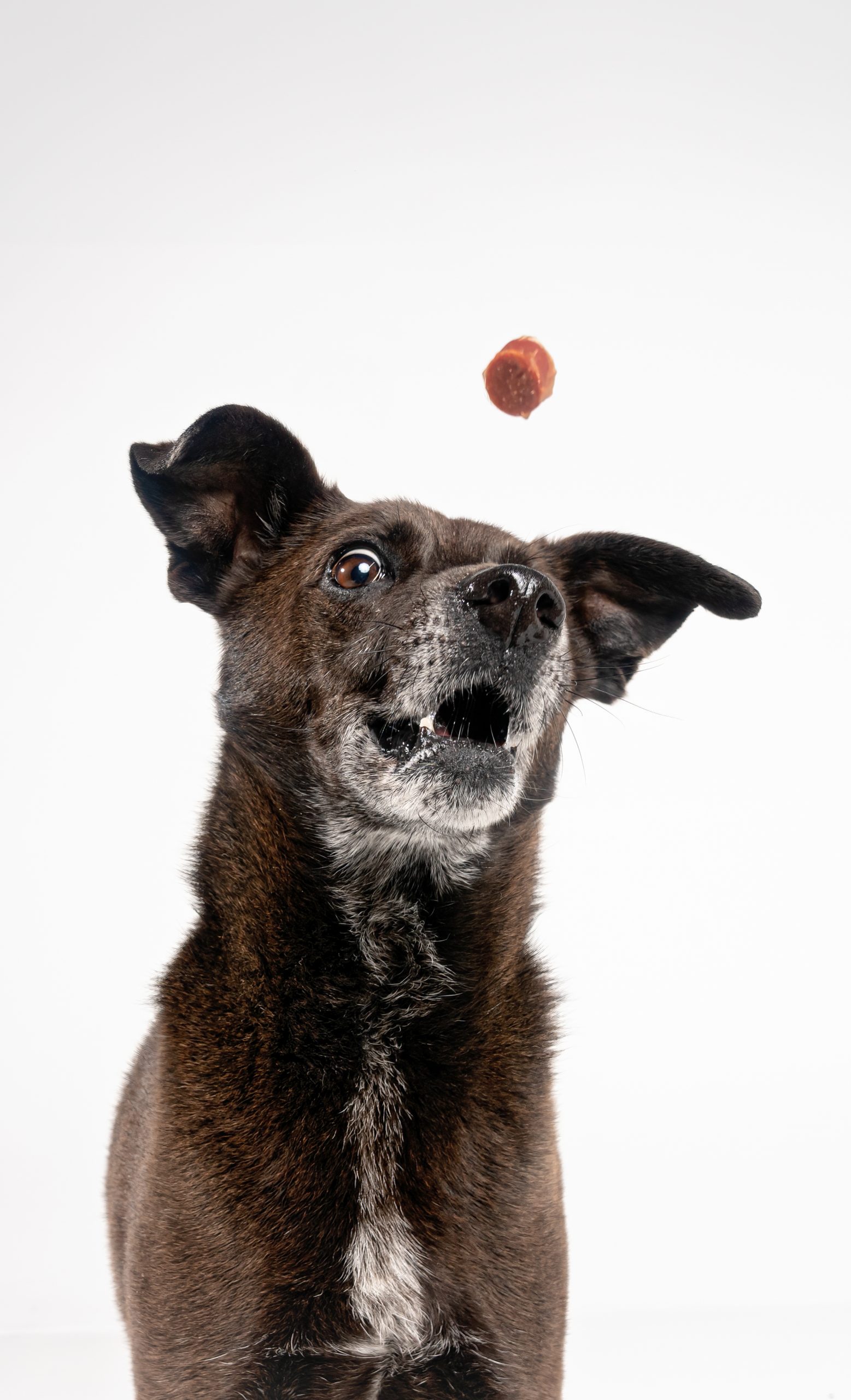 Sergeant catching a treat