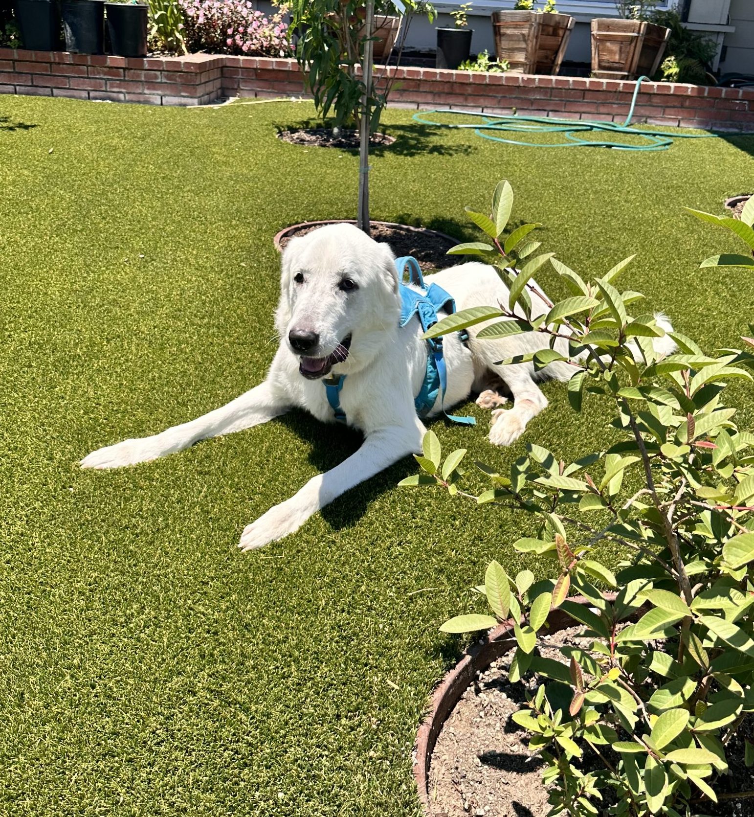 Tyson lying in the grass