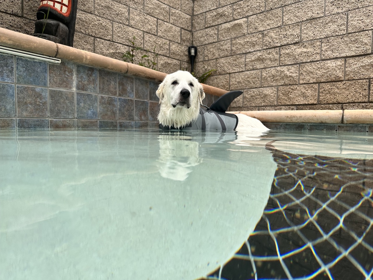 Tyson in the pool