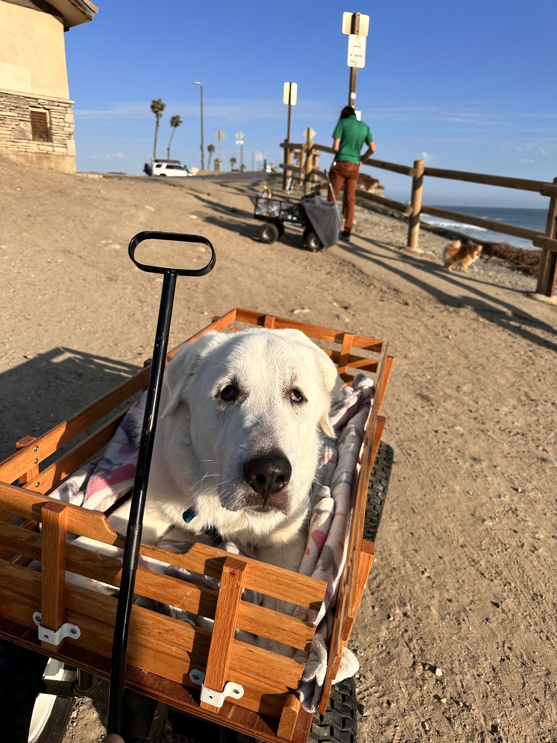 Tyson in a wagon