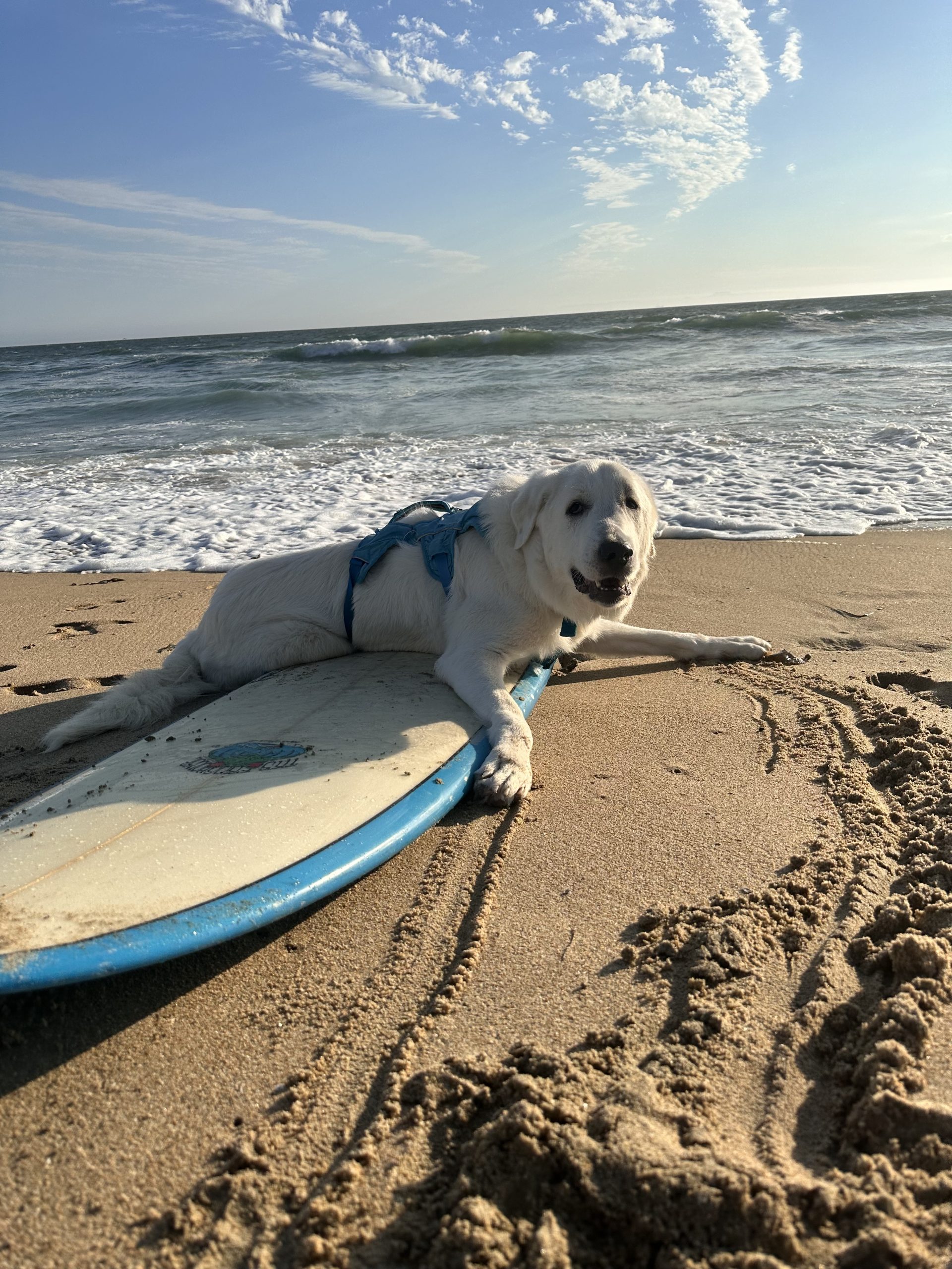 Tyson on a surfboard